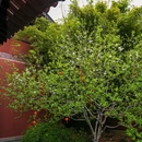 西湖风景名胜区 - 杭州市旅游 缩略图 7