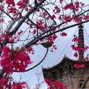 泉州开元寺 - 泉州市旅游 缩略图 9