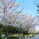 玄武湖景区 - 南京市旅游 缩略图 8