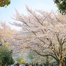 玄武湖景区 - 南京市旅游 缩略图 9