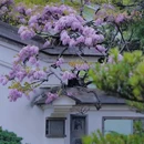 吟苑公园 - 无锡市旅游 缩略图 2