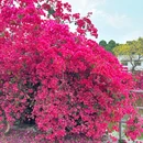 华南农业大学-西区 - 广州旅游 缩略图 8