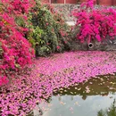 华南农业大学-西区 - 广州旅游 缩略图 9