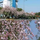 电子科技大学成都学院 - 成都市旅游 缩略图 5