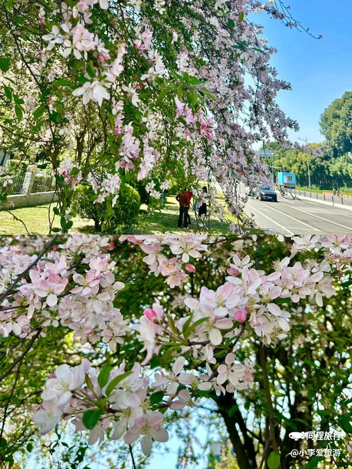 电子科技大学成都学院 - 成都市旅游