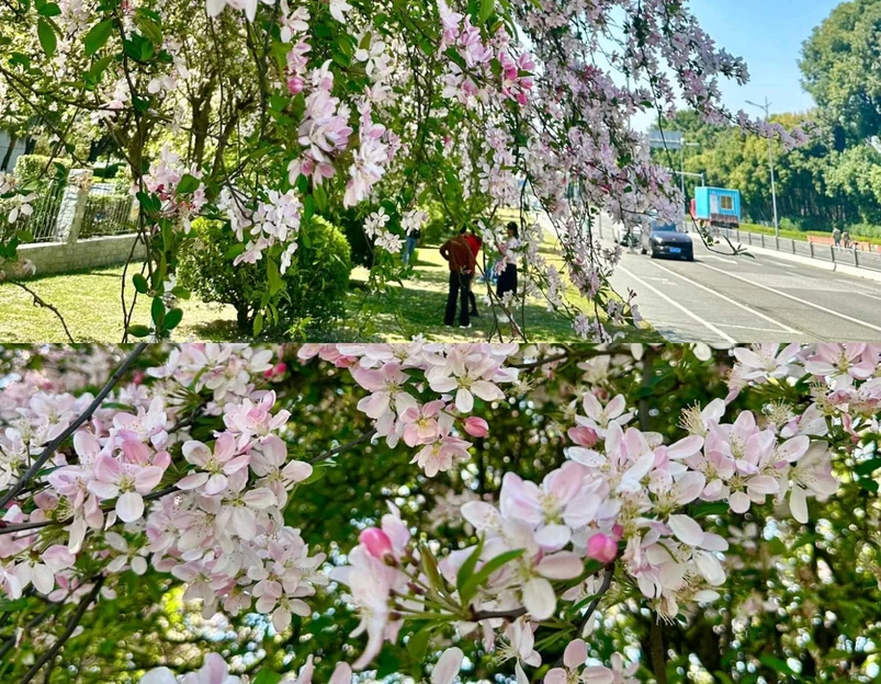 电子科技大学成都学院 - 成都市旅游 1