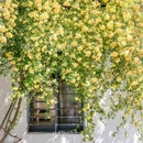 阔家头巷 - 苏州市旅游 缩略图 4