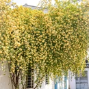 阔家头巷 - 苏州市旅游 缩略图 6
