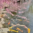 藻园 - 北京市旅游 缩略图 3