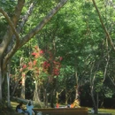莲花山公园 - 深圳市旅游 缩略图 1