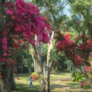莲花山公园 - 深圳市旅游 缩略图 9