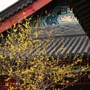 广富林文化遗址 - 上海市旅游 缩略图 2