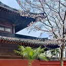 知也禅寺 - 上海旅游 缩略图 1
