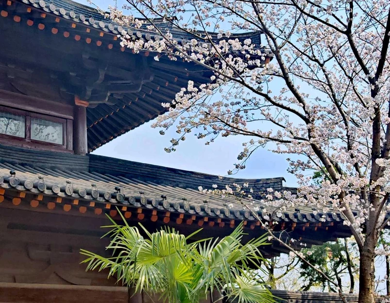知也禅寺 - 上海旅游 1