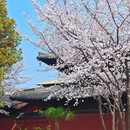 知也禅寺 - 上海旅游 缩略图 7