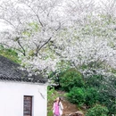 光福镇 - 苏州市旅游 缩略图 1
