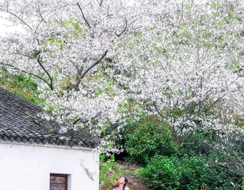 光福镇 - 苏州市旅游 1