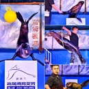 北京工体富国海底世界 - 北京市旅游 缩略图 3