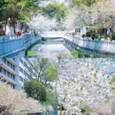 珍珠河 - 南京市旅游 缩略图 2