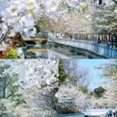 珍珠河 - 南京市旅游 缩略图 3