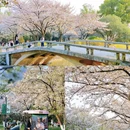 珍珠河 - 南京市旅游 缩略图 6