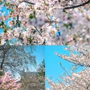 珍珠河 - 南京市旅游 缩略图 7