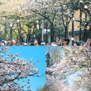 珍珠河 - 南京市旅游 缩略图 8