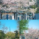 珍珠河 - 南京市旅游 缩略图 9