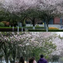 西南交通大学(犀浦校区) - 成都市旅游 缩略图 5