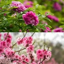 隋唐城遗址植物园 - 洛阳市旅游 缩略图 8