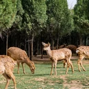 伏羲山云上牧场 - 郑州市旅游 缩略图 3