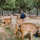 伏羲山云上牧场 - 郑州市旅游 缩略图 4