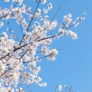 青龙湖湿地公园 - 成都市旅游 缩略图 7