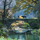 江岭景区 - 上饶市旅游 缩略图 1