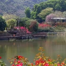 簕杜鹃谷公园 - 深圳市旅游 缩略图 4