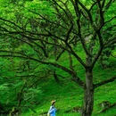二郎山喇叭河风景区 - 雅安市旅游 缩略图 3