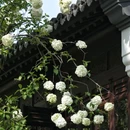南京市文物保护单位 崇正书院遗址 - 南京市旅游 缩略图 7