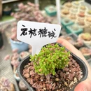 小糖果采摘园 - 武汉市旅游 缩略图 8