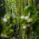 薛福成故居-钦使第·薛家花园 - 无锡市旅游 缩略图 1
