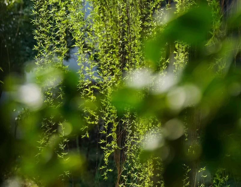 薛福成故居-钦使第·薛家花园 - 无锡市旅游 1