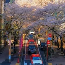 东京 - 日本旅游 缩略图 1