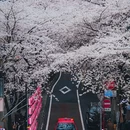 东京 - 日本旅游 缩略图 4