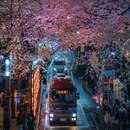 东京 - 日本旅游 缩略图 7