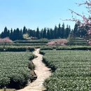 茶园绿道月亮湖 - 雅安市旅游 缩略图 9