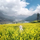思溪延村赏油菜花海 - 上饶市旅游 缩略图 2