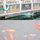 武汉东湖落雁景区 - 武汉市旅游 缩略图 8