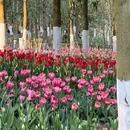 贵州龙架山国家森林公园 - 黔南布依族苗族自治州旅游 缩略图 5