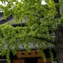 七塔寺 - 沈阳市旅游 缩略图 4