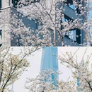 杨浦滨江 - 上海市旅游 缩略图 4
