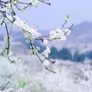 云龟山景区 - 重庆市旅游 缩略图 7